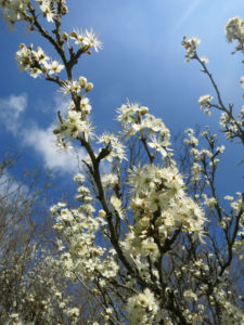 hawthorn-blossom