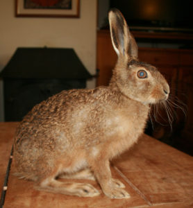 Hare at Huxtable Farm B&B Devon