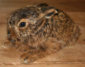 Leveret baby hare at Huxtable farm B&B, Barnstaple