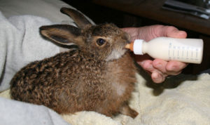 Leveret drinking at Huxtable Farm B&B, Devon