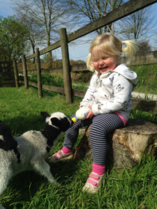 Bottle feeding orphan tame lambs at Huxtable Farm B&B North Devon