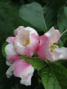 Apple Blossom