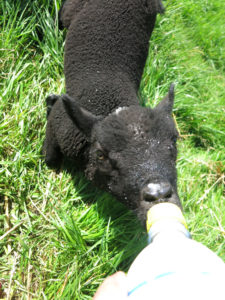 Baa-baa - Bottle fed tame lamb at Huxtable Farm B&B Devon