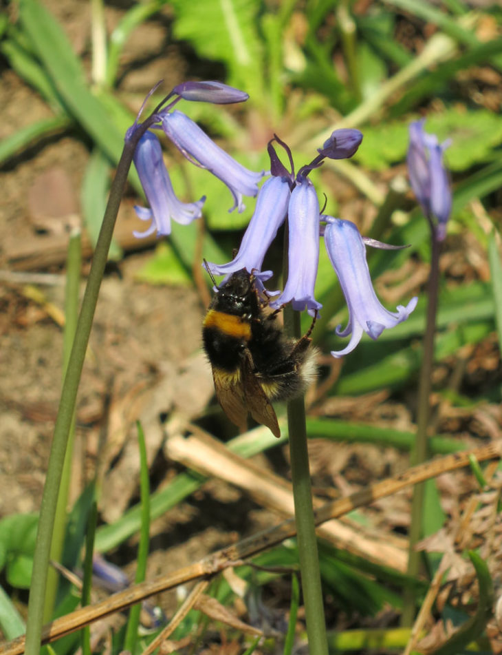 Bluebells and bee