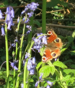 Butterfly & Blubells