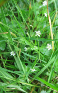 Corn Spurry