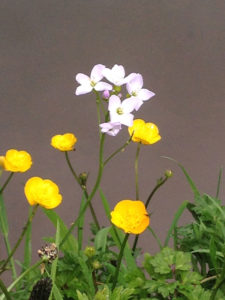 cuckooflower and buttercups