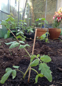 Tomatoes, vines & sunflowers in greenhouse