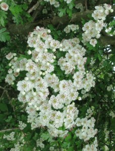 Hawthorn Blossom