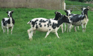 Shorn Jacob sheep