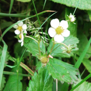 Wild strawberry flower