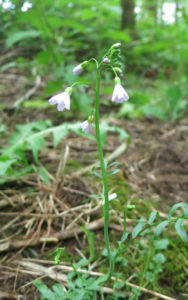 wild-flower