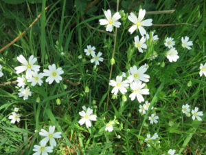 Greater Stitchwort