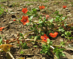 Scarlet Pimpernel