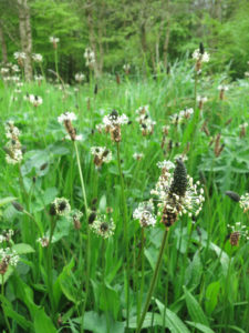 Ribwort