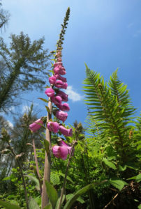 Foxglove