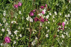 Pink campion