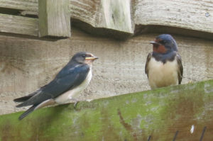 Swallows at Huxtable Farm B&B