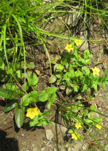 Yellow pimpernel