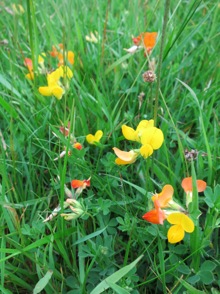 Birds foot trefoil