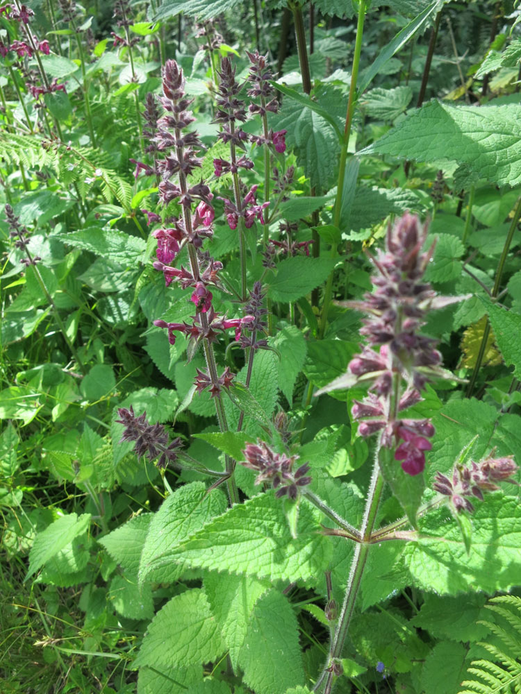 Common hemp nettle