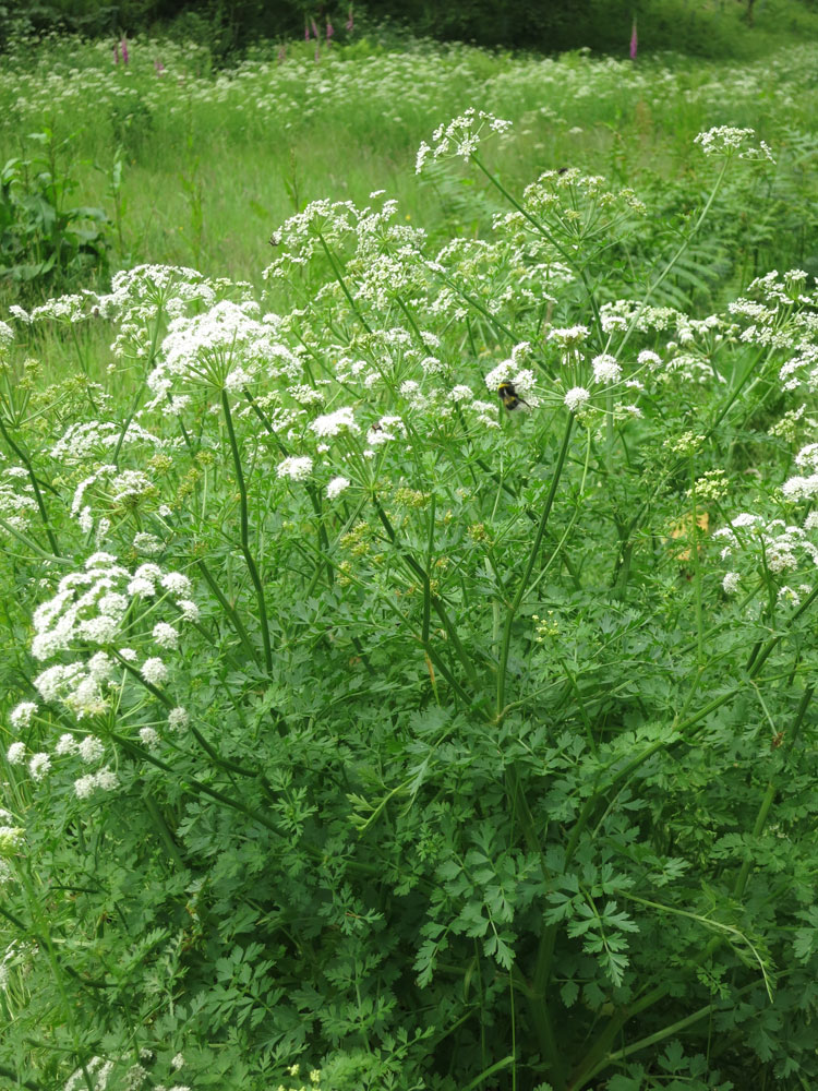 Cow parsley