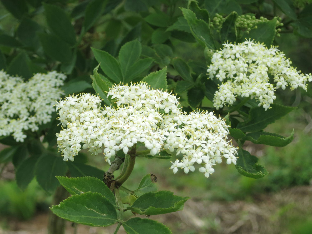 Elderflower