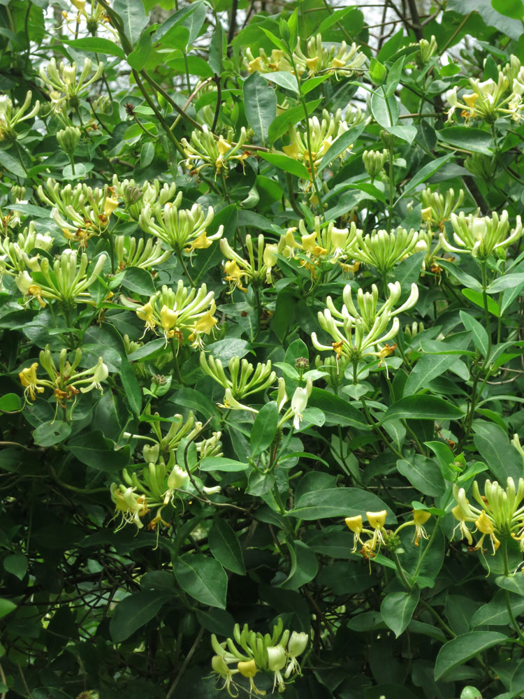 Honeysuckle