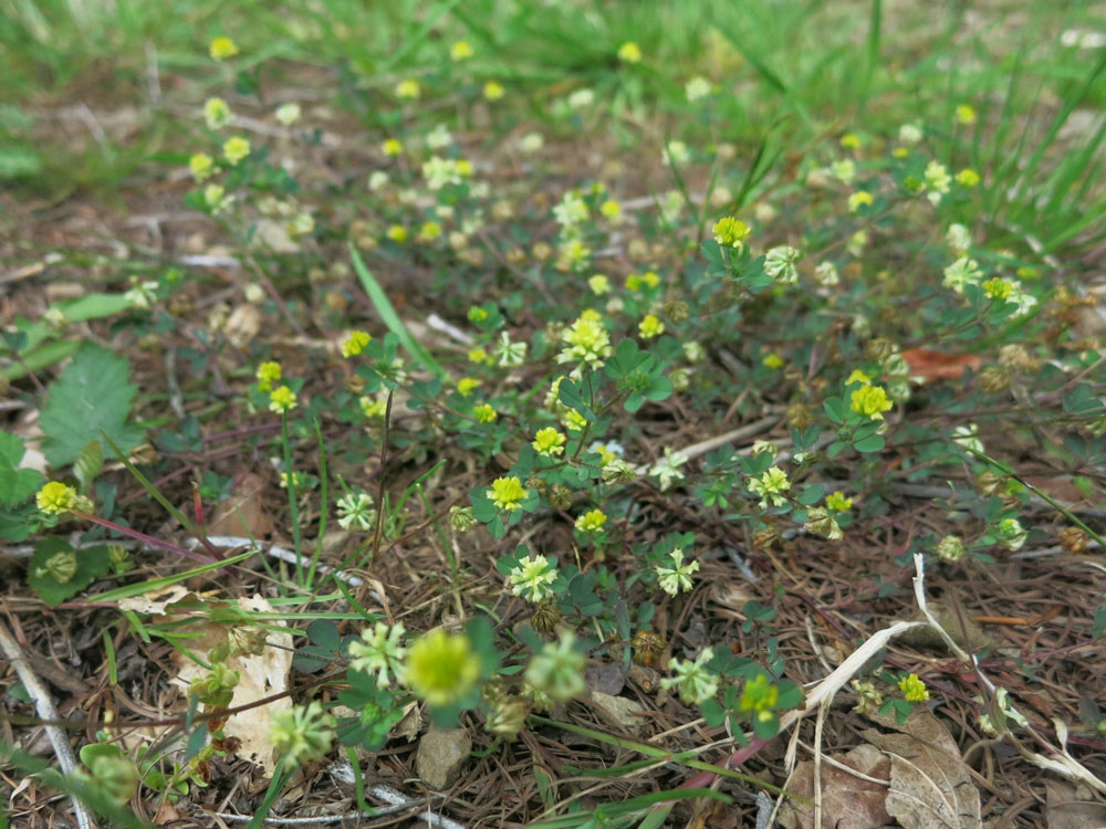 Hop Trefoil