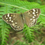 Speckled wood Butterfly