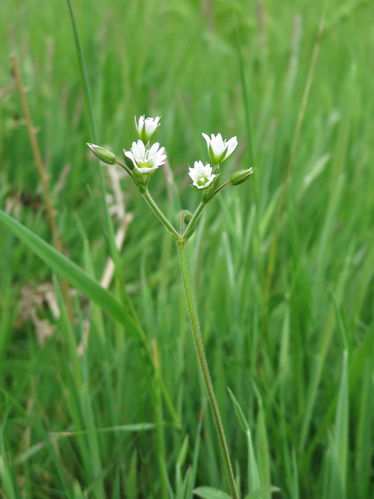 Meadow saxifrage