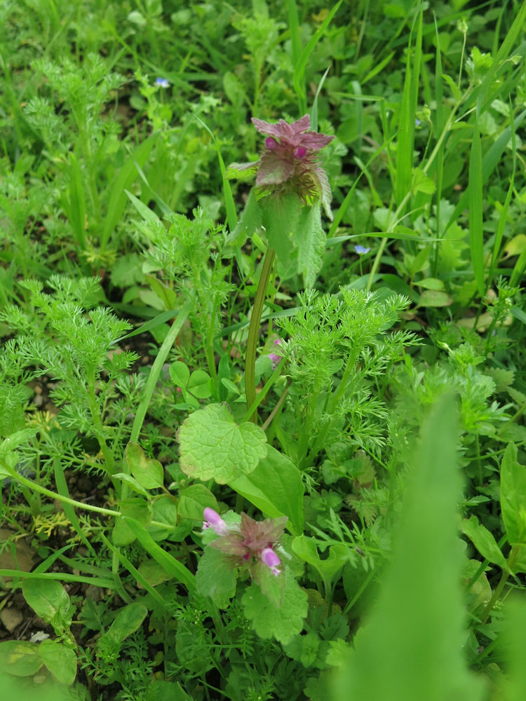 Red dead nettle