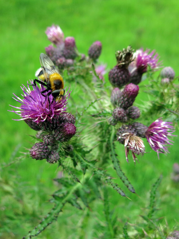 Thistle