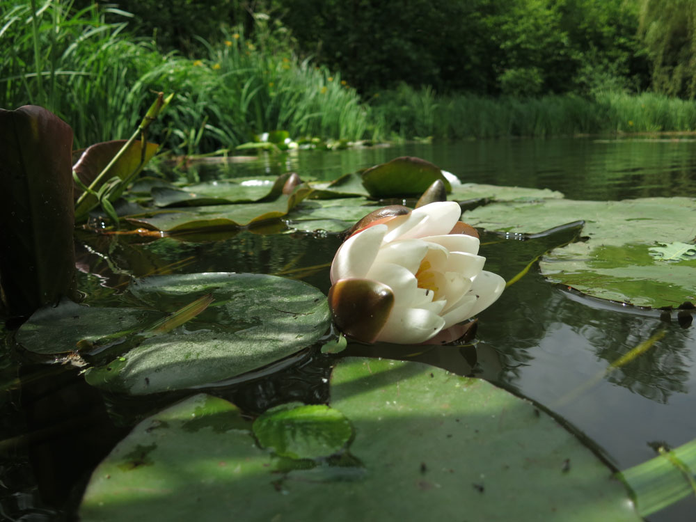 Water Lily