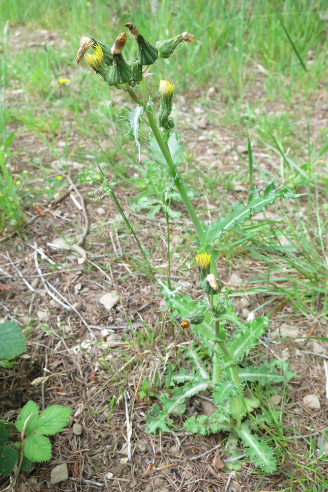 Groundsel