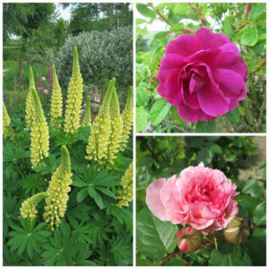 Lupins and Roses at Huxtable Farm B&B, Devon, Barnstaple