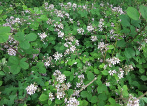 Blackberry flowers at Huxtable Farm B&B