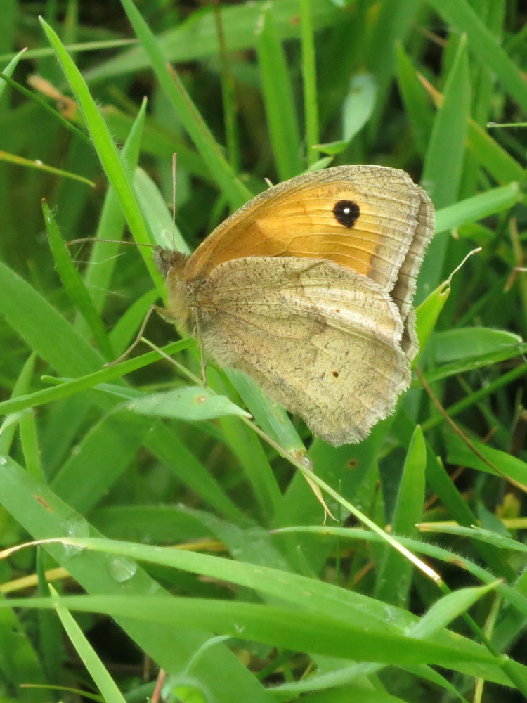 Butterfly Gatekeeper