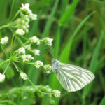 Butterfly Green Veined White