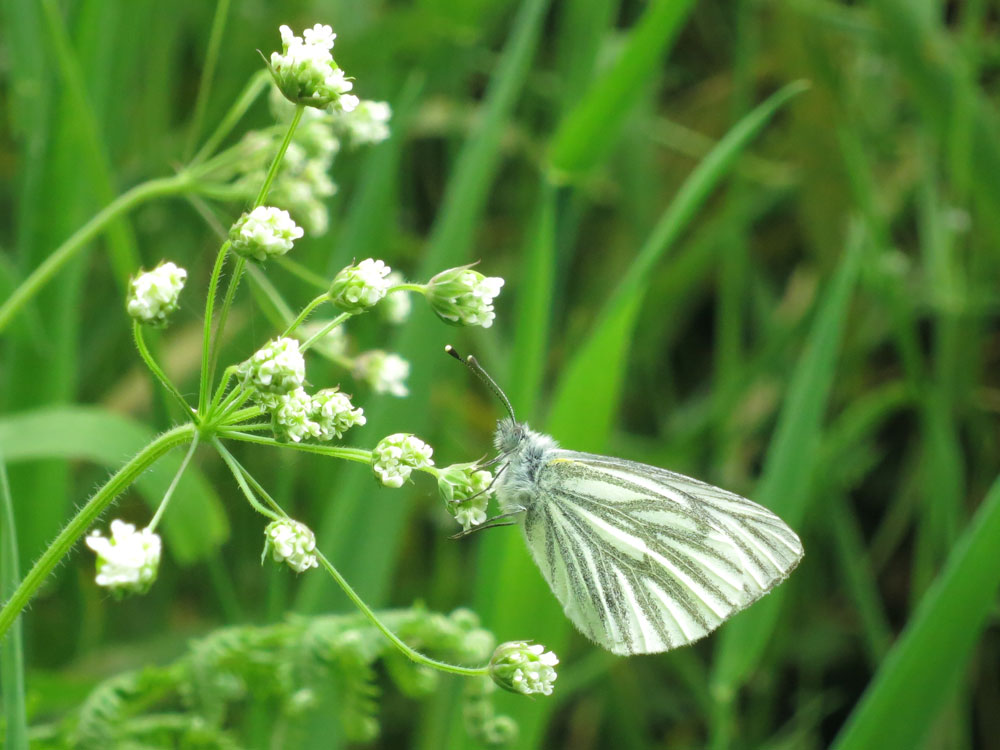 Butterfly Green Veined White