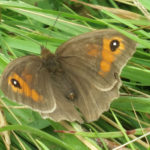 Butterfly Meadow Brown