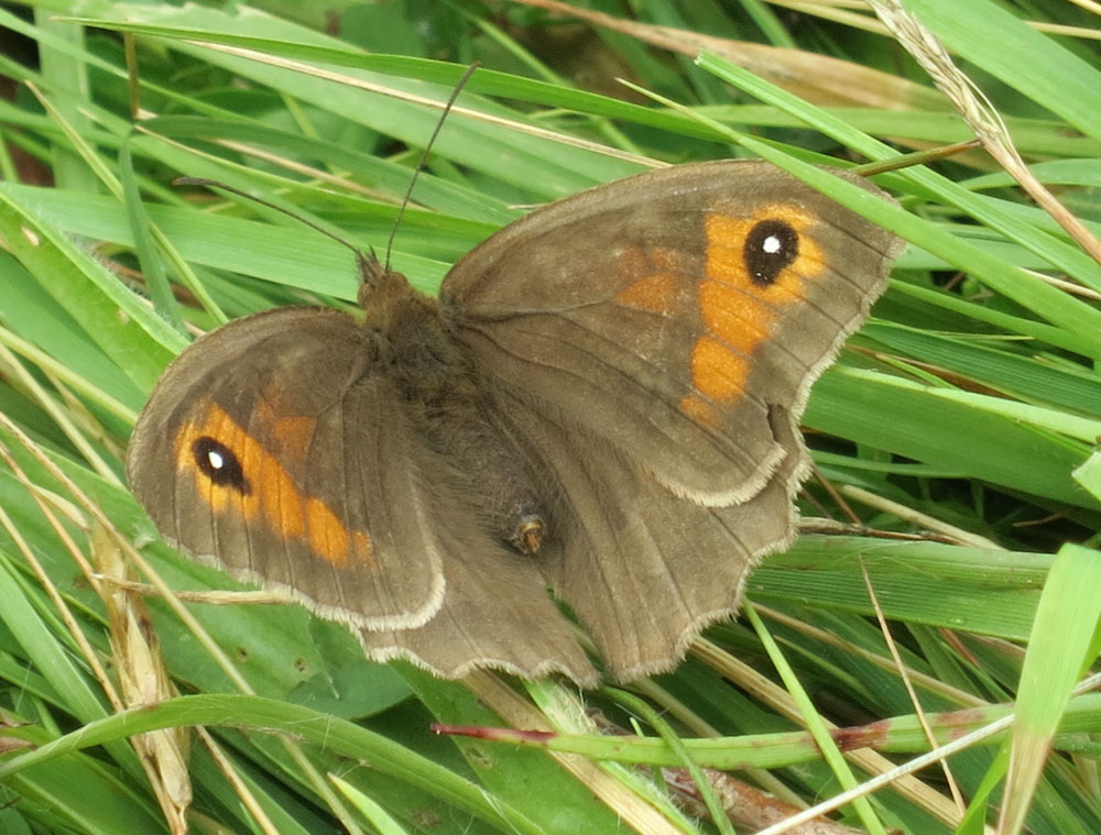 Butterfly Meadow Brown