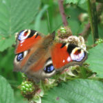 butterfly-peacock