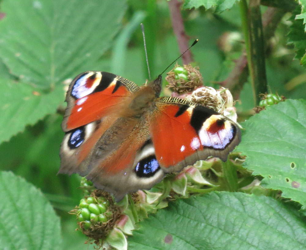 butterfly-peacock