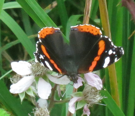 Butterfly Red Admiral