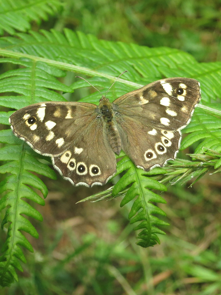 Butterfly Speckled Wood