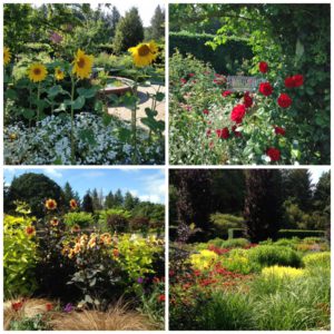 RHS Rosemoor Gardens, rose festival and hot garden