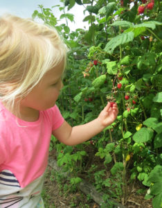 Raspberry picking