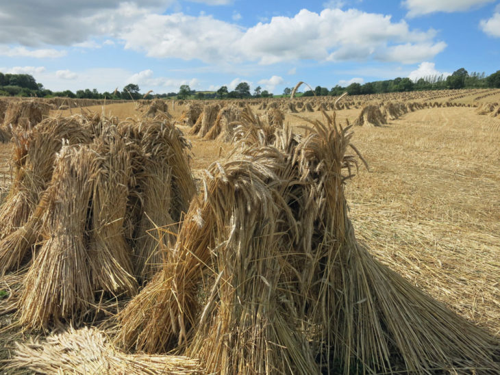 North Devon fields of thatching straw
