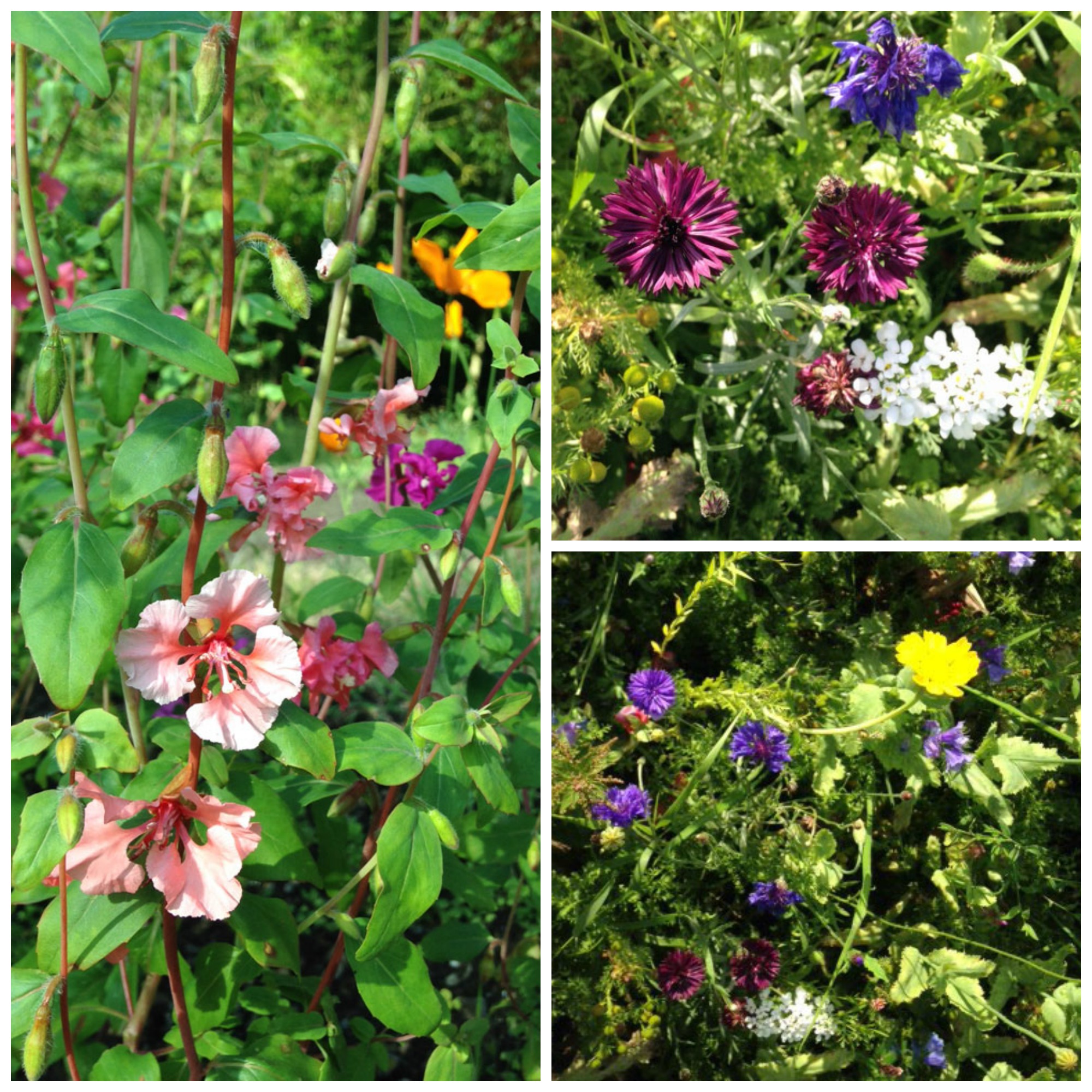 Wild Flower patch at Huxtable Farm B&B, North Devon